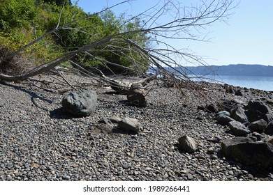 Panorama Beach At The Puget Sound On Olympic Peninsula, Washington