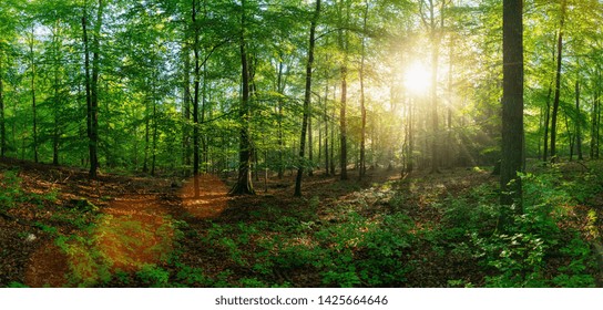 Beautiful Forest High Res Stock Images Shutterstock