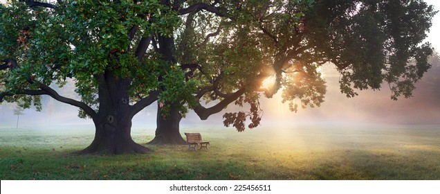 panorama of bench under old oak trees at misty autumn morning with sunbeams shining thru leaves - Powered by Shutterstock