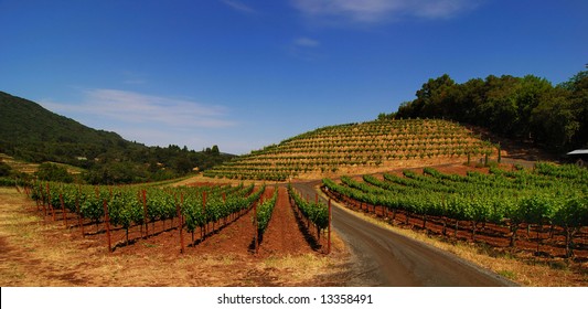 Panorama Of Biodynamic Vineyard In Sonoma California