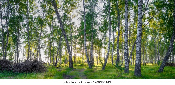 Panorama Of A Birch Grove In Bright And Warm Sunlight. Magic Birch Forest In HD Quality