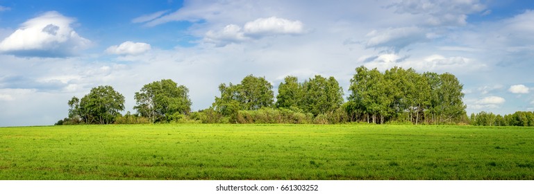 Panorama Of A Birch Grove In The Field, Russia