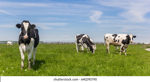 Panorama of black and white Holstein cows
