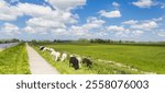 Panorama of black and white sheep on the dike near Groningen, Netherlands