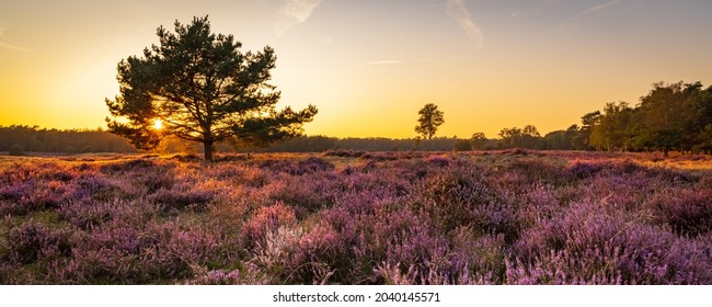 Panorama with blooming heather and trees at Planken Wambuis and Ginkel heath, Veluwe in Ede in the Netherlands