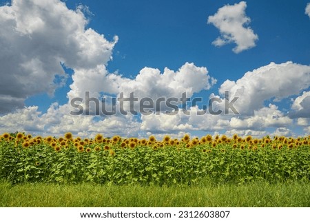 Panorama of blooming sunflowers in sunlight with a summer sky and white clouds. Agricultural sunflower field summertime front view.