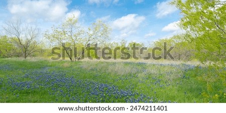 Panorama blossom scenic fields of native bluebonnet and invasive yellow Bastard Cabbage flower, row of matured trees, springtime in Las Colinas, Irving, Texas, scenic natural landscape background. USA
