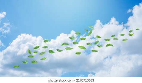 Panorama Blue sky with blurred leaf in the wind. Day of clean air for blue sky background.  - Shutterstock ID 2170713683