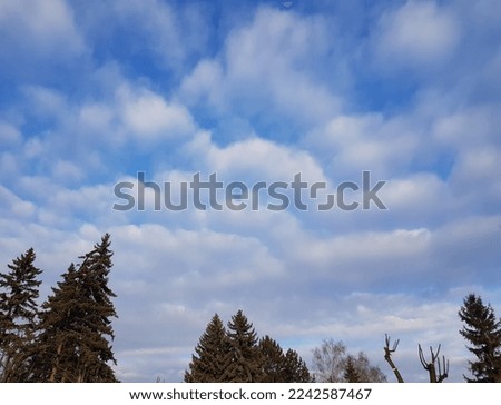 Panorama of a blue sky with wavy frequent white clouds over the tops of spruces and bare trees (sky texture).