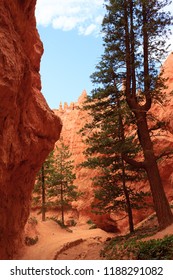 Panorama from Bryce Canyon National Park, USA. Hoodoos, geological formations. Beautiful scenery