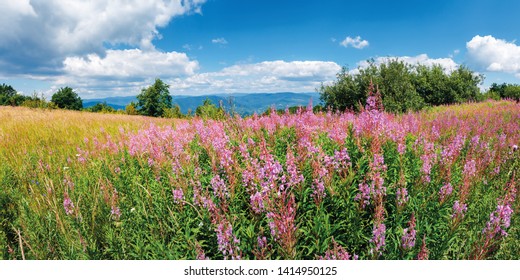 panorama with bunch of blooming fireweed on the meadow. bright flowers on a sunny day in mountains. blue sky with clouds. plant also called willowherb or Chamaenerion angustifolium.