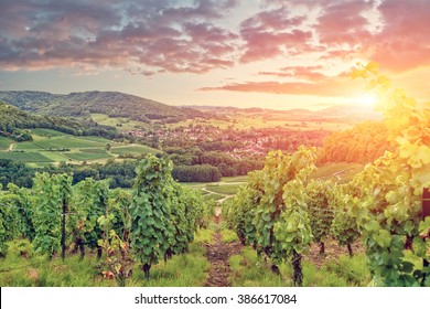 Panorama Of Burgundy Vineyards . France