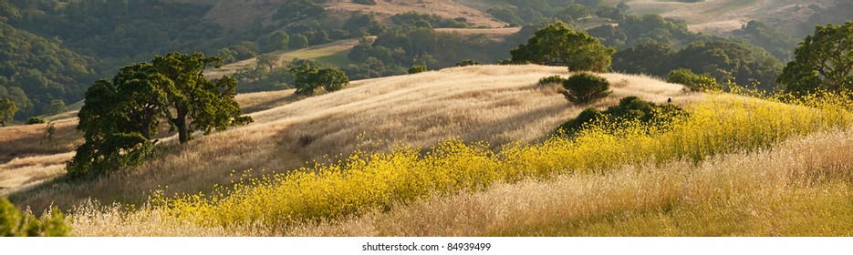 A Panorama Of California Oak Grassland And Mustard Wildflower Field In Summer, In Calero Park, Near San Jose