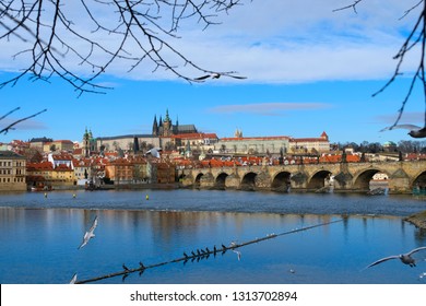 
Panorama Of Charles Bridge, Lesser Town, Prague Castle And The River Vltava And Their Reflection In Water. Winter City Break In Prague Czech Republic. Flying Birds, Bare Branches And Sunshine Day.