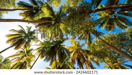 Image, Stock Photo Frog perspective | View into the bare treetops in the forest.