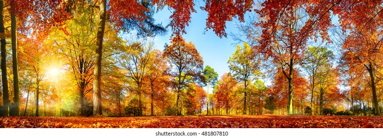 Panorama of colorful trees in a park in autumn, a lively landscape with the sun shining through the foliage - Shutterstock ID 481807810