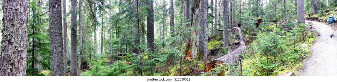 Panorama, Conifer Forest In Joffre Lakes Provincial Park, British Columbia, Canada
