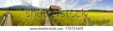 Panorama cottage in rice field in north Thailand, nature food landscape background.