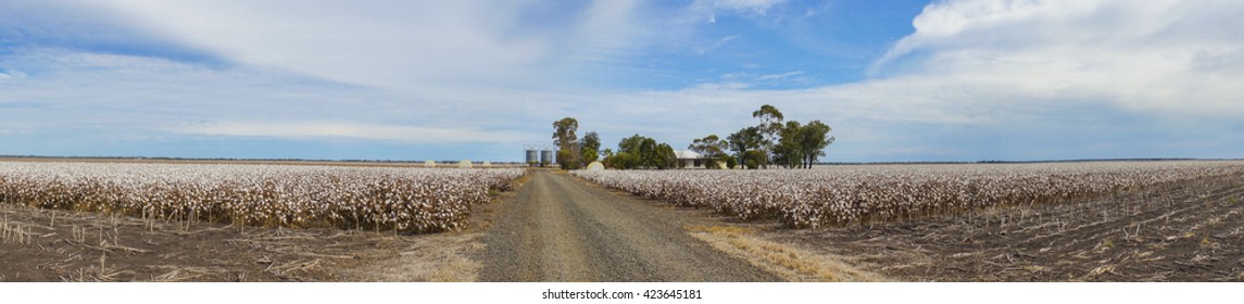 Panorama Of Cotton Fields At Australia