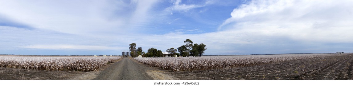 Panorama Of Cotton Fields At Australia