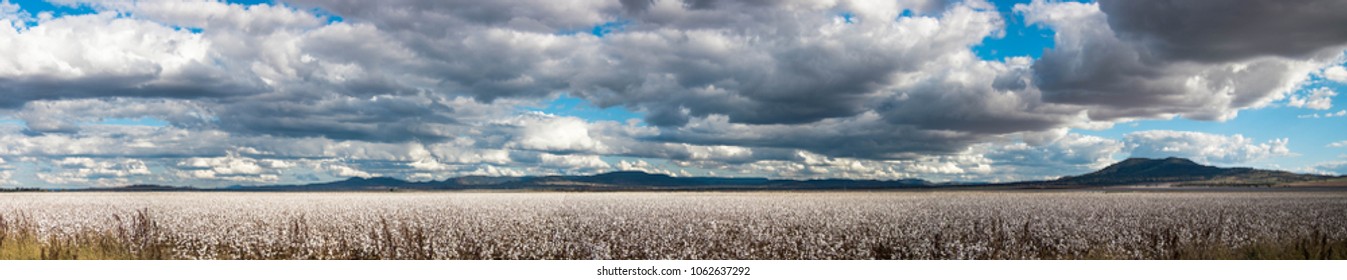 Panorama of cotton fields in rural NSW.