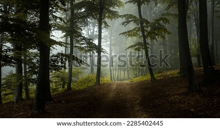 Panorama of a dark forest trail with beautiful strange fog in the distance. Foggy forest with dark trees in the foreground