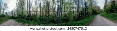 Similar – Image, Stock Photo Forest in spring