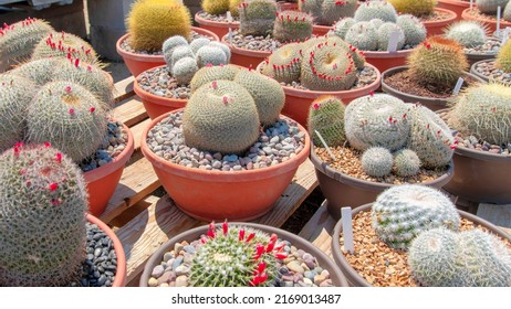 Panorama Different types of cactuses in a pot with small pebbles. Potted variety of cactuses on a wooden planks against the view of plants on the blurry background.