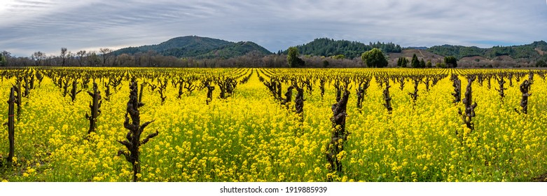 Panorama Of An Early Spring Vineyard With Mustard In Full Bloom, Sonoma County, California, USA