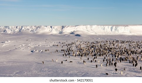 Panorama Of Emperor Penguin Colony
