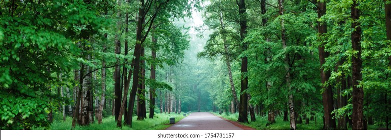 Panorama of an empty maintained asphalted road in the morning fog after a night of rain in a city Park, surrounded on all sides by beautiful tall trees and lush green vegetation in the morning dew - Powered by Shutterstock