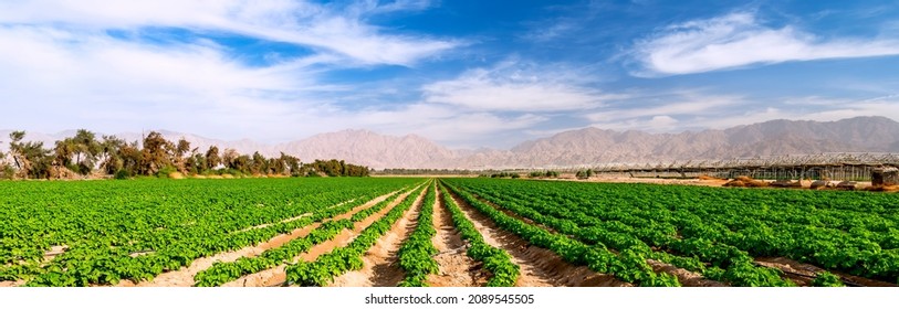 Panorama. Field with GMO free young potato plants and system of irrigation. The photo depicts advanced agriculture industry in desert areas of the Middle East