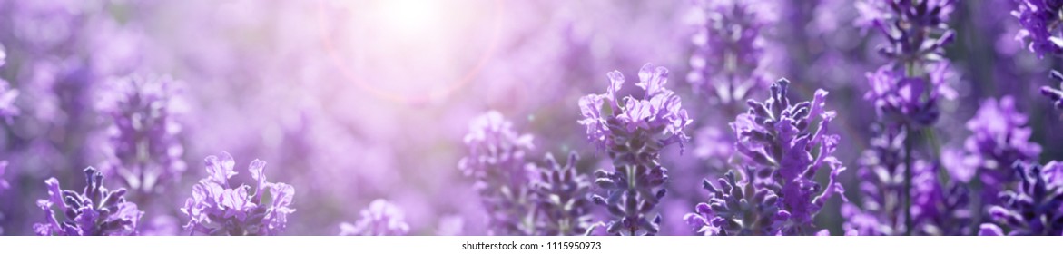 panorama field lavender morning summer blur background. spring lavender background. flower background. shallow depth of field