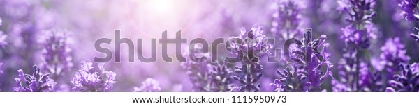 lavanda