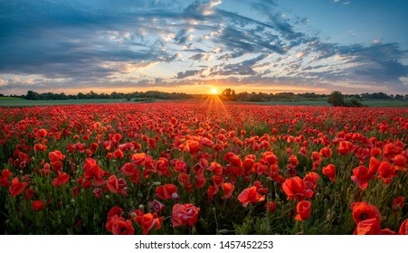 panorama of a field of red poppies against the background of the evening sky	