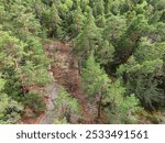 Panorama Finnish Northern nature. Pine forest, trees, view from the height, forest protection, environmental protection