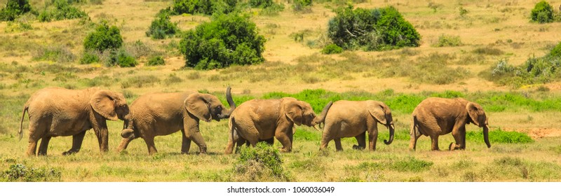 Panorama Five Elephants Walking Row Stock Photo 1060036049 | Shutterstock