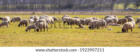 panorama of a flock of sheep in a fenced pasture