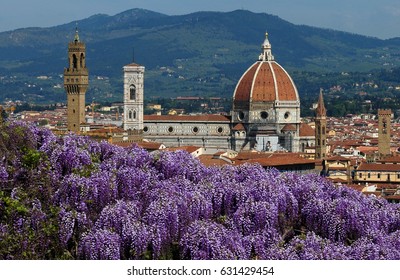 Panorama of Florence. Cathedral of Santa Maria del Fiore as seen from Bardini Garden with beautiful wisteria in bloom. Florence, Italy.