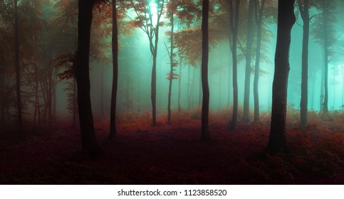 Panorama Foggy Forest Fairy Tale Spooky Stock Photo 1123858520 ...