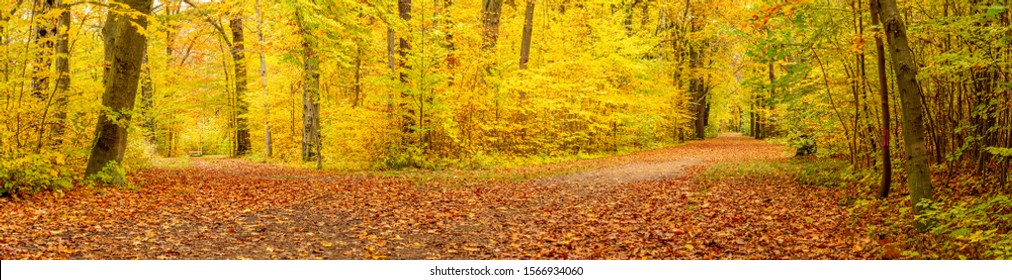 Panorama of forest full of fallen colorful leaves in the split of paths under tall trees.