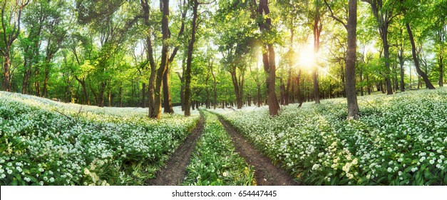 Panorama of Forest green landscape with white flowers and path - Powered by Shutterstock