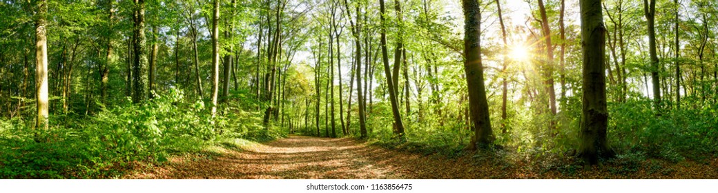 Panorama of a forest with path and bright sun shining through the trees