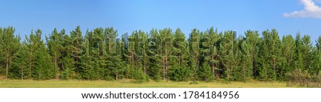Panorama of the forest of pine trees, fir trees and shrubs. Blue sky with cloud. Concept - summer landscape for decoration.