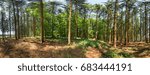 panorama forest view