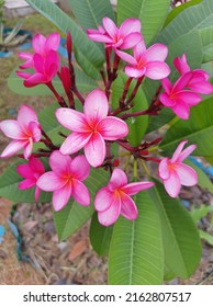 2,266 Frangipani family Images, Stock Photos & Vectors | Shutterstock