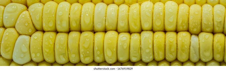 Panorama fresh corn raw oganic macro closeup yellow background 