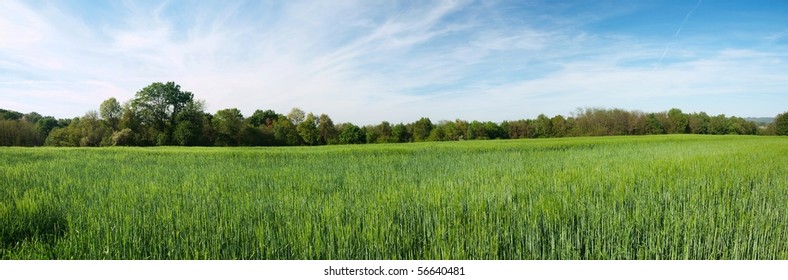 Panorama of a fresh green barley field in the French countryside