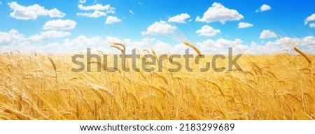 Panorama of golden ears of wheat against the blue sky and clouds. Harvest of ripe wheat against the blue sky. Field of wheat, agriculture background.   