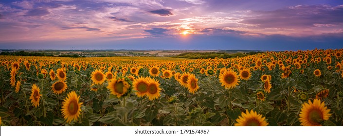 Panorama of a golden yellow sunflower field during sunset with a